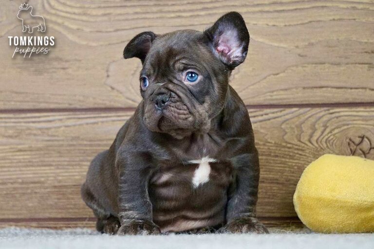 Dax, a male French Bulldog puppy with a light merle-patterned coat, sitting centered on gray carpet.
