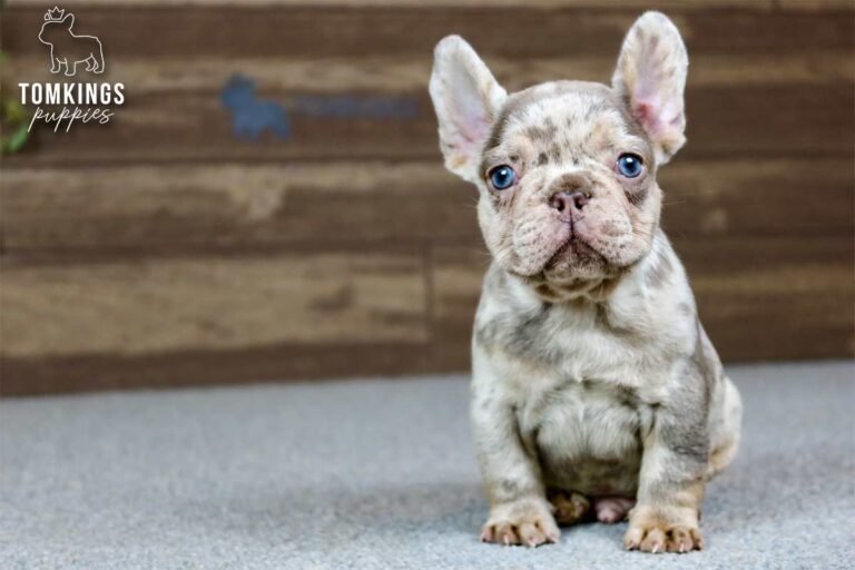 Dax, a male isabella merle and tan French Bulldog puppy, sitting on gray carpet near the right side.