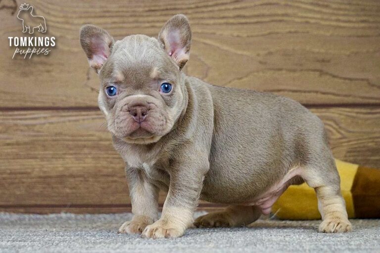 Dean, an isabella and tan French Bulldog boy, standing on gray carpet with a yellow plush toy nearby.