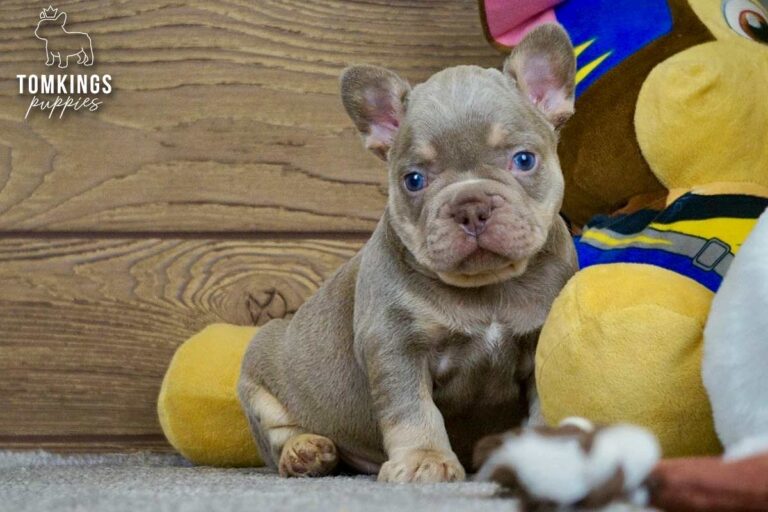Dean, an isabella and tan French Bulldog boy, sitting on gray carpet with plush toys beside him.