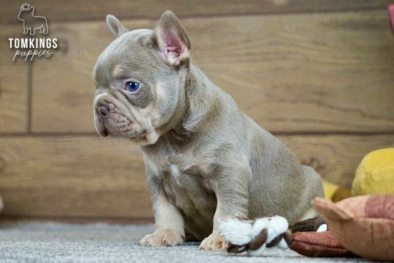 Dean, an isabella and tan French Bulldog boy, sitting in side view on gray carpet beside a rope toy.