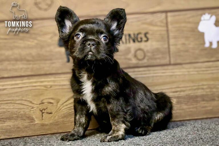 Dion, a black trindle fluffy French Bulldog boy, sitting on gray carpet against a wood backdrop.