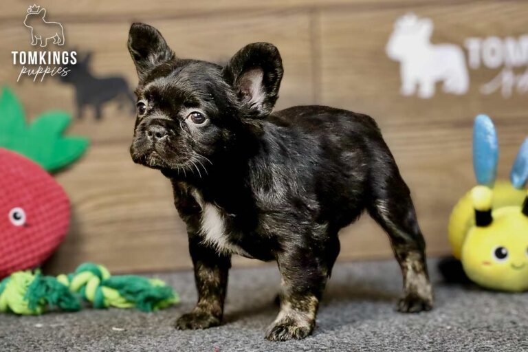 Dion, a black trindle fluffy French Bulldog boy, standing on gray carpet with colorful toys nearby.