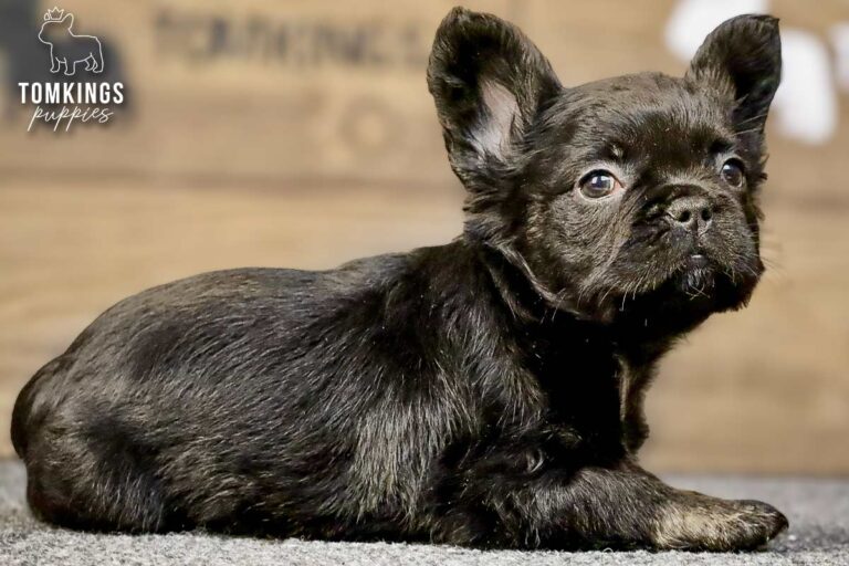 Dion, a black trindle fluffy French Bulldog boy, lying on gray carpet in a close indoor portrait.