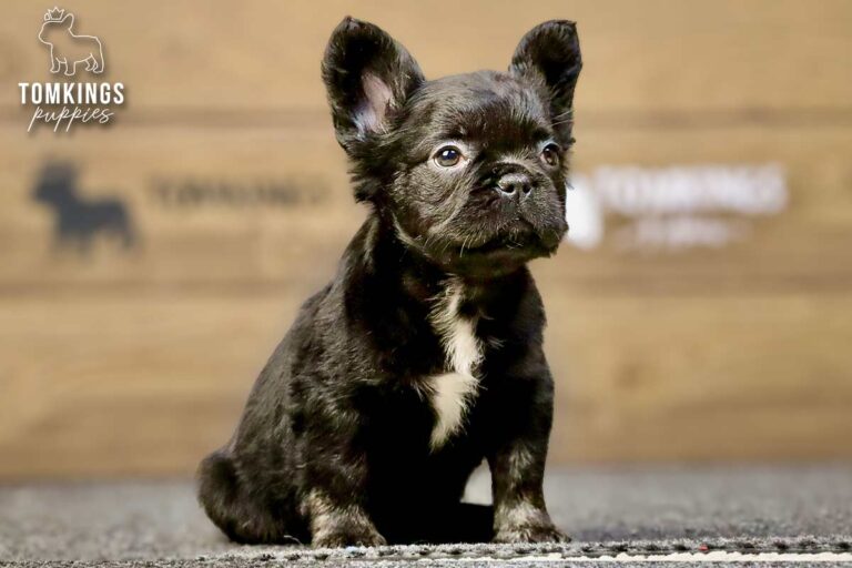 Dion, a black trindle fluffy French Bulldog boy, sitting on gray carpet with a wood backdrop indoors.