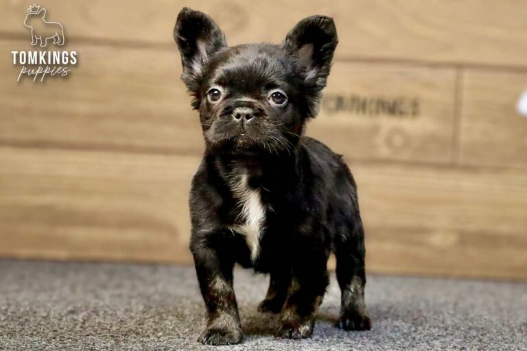 Dion, a black trindle fluffy French Bulldog boy, standing on gray carpet in front of a wood backdrop.