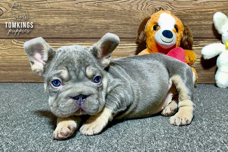 Florence, a female lilac and tan French Bulldog puppy, lying on gray carpet with plush toys behind her.