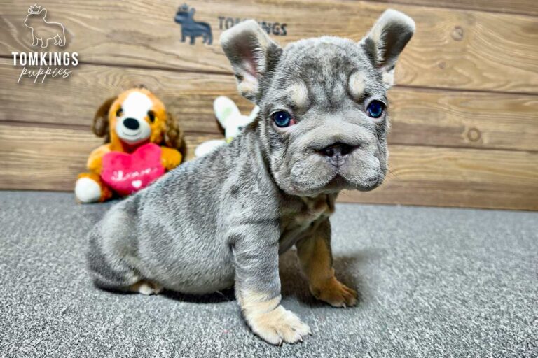 Florence, a female lilac and tan French Bulldog puppy, sitting and facing slightly toward the camera indoors.
