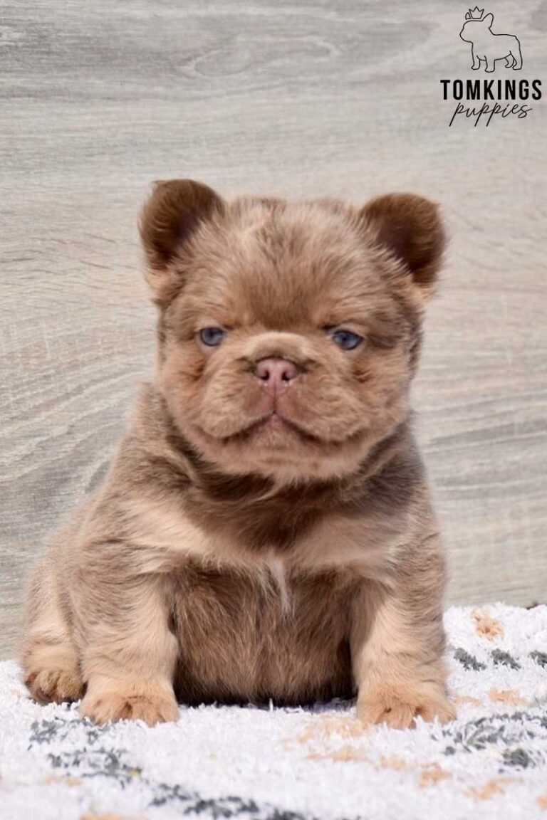 Georgia, an isabella fluffy female French Bulldog puppy, shown in a vertical close-up portrait.