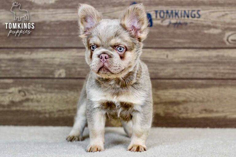 Georgia, an isabella and tan fluffy French Bulldog puppy, standing alert on light carpet indoors.