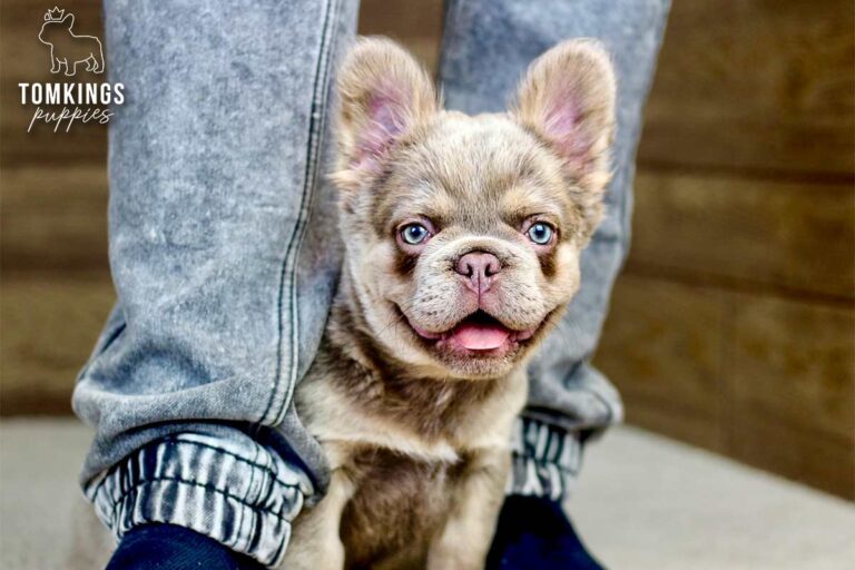 Georgia, an isabella and tan fluffy French Bulldog puppy, standing between a person's legs indoors.