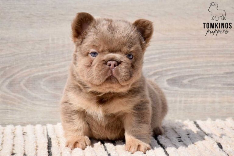 Georgia, an isabella fluffy female French Bulldog puppy, shown in a vertical close-up portrait.