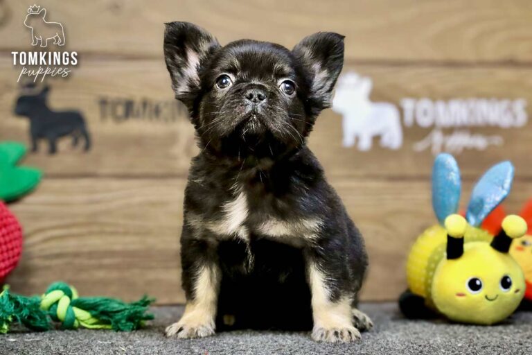 Kayce, a black and tan fluffy French Bulldog boy, sitting on gray carpet with bunny toys beside him.