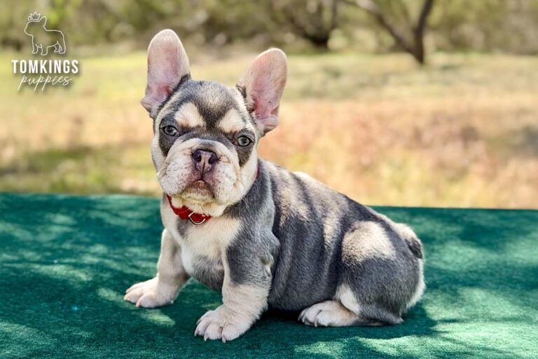 Lyra, a lilac and tan female French Bulldog puppy, sitting outdoors on green fabric in a red collar.