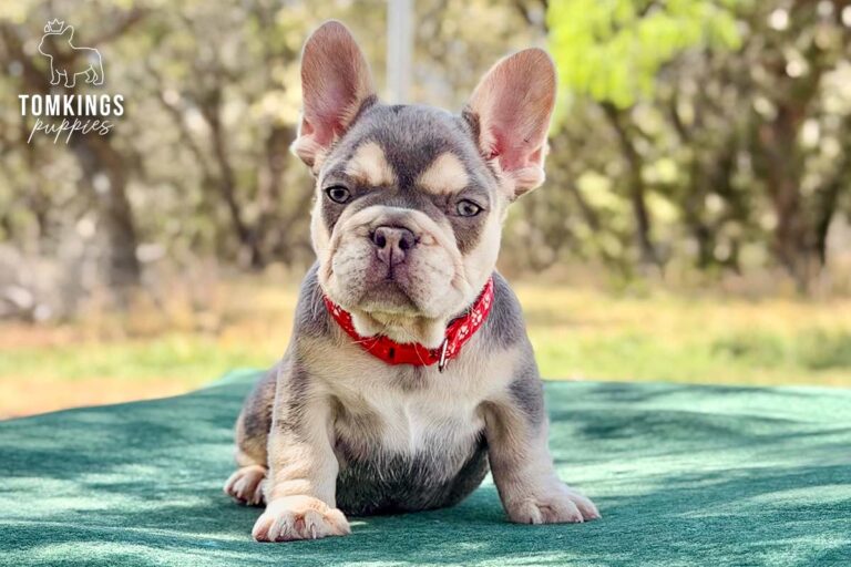 Lyra, a lilac and tan female French Bulldog puppy, standing outdoors on green fabric in a red collar.