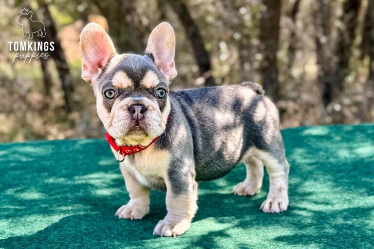 Lyra, a lilac and tan female French Bulldog puppy, sitting front-facing outdoors in a red collar.