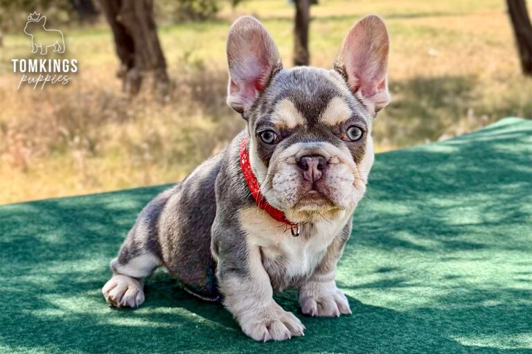 Lyra, a lilac and tan female French Bulldog puppy, seated outdoors on green fabric in a red collar.