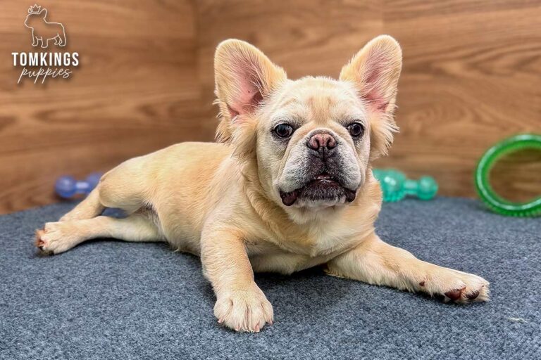 Metairie, a cream fluffy French Bulldog puppy, lying on blue-gray carpet in a toy-filled room.