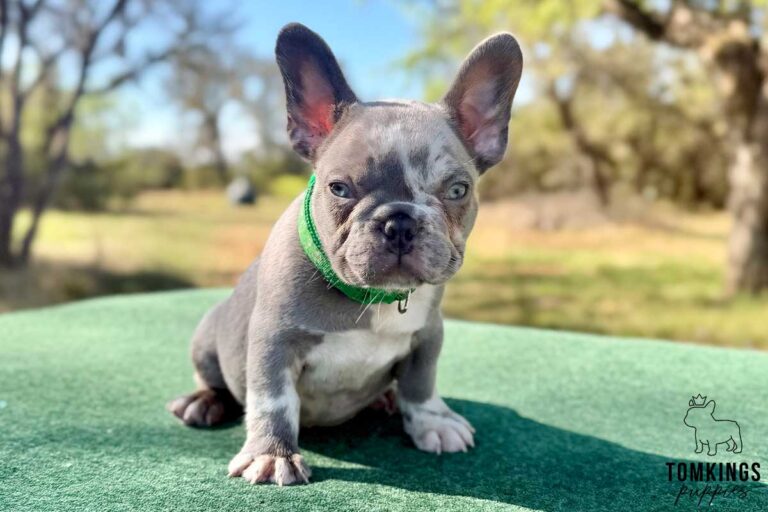 Pixel, a lilac merle male French Bulldog puppy, shown in a vertical close-up portrait.