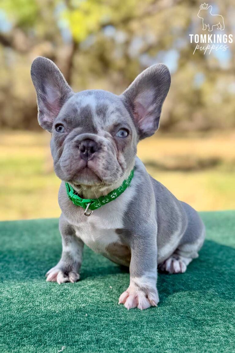 Pixel, a lilac merle male French Bulldog puppy, shown in a vertical close-up portrait.