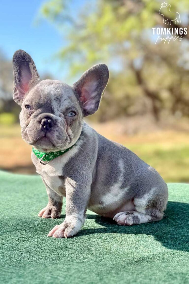 Pixel, a lilac merle male French Bulldog puppy, shown in a vertical close-up portrait.