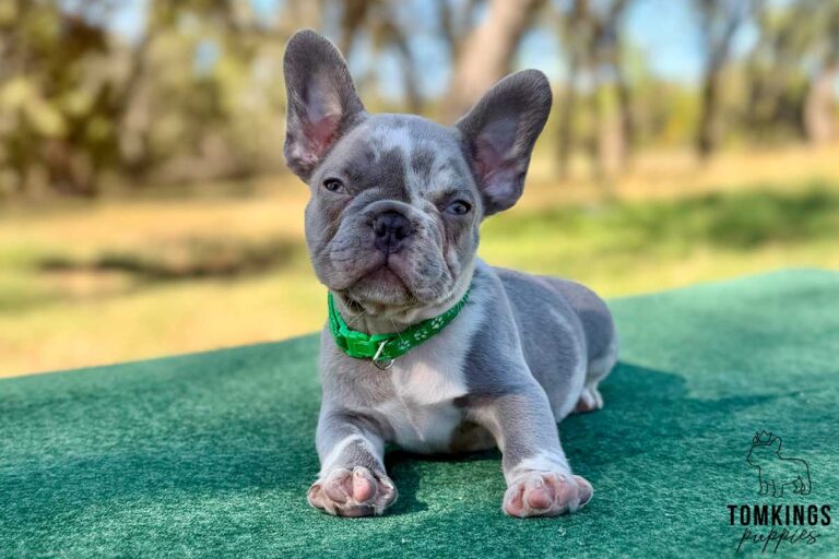 Pixel, a lilac merle male French Bulldog puppy, shown in a vertical close-up portrait.