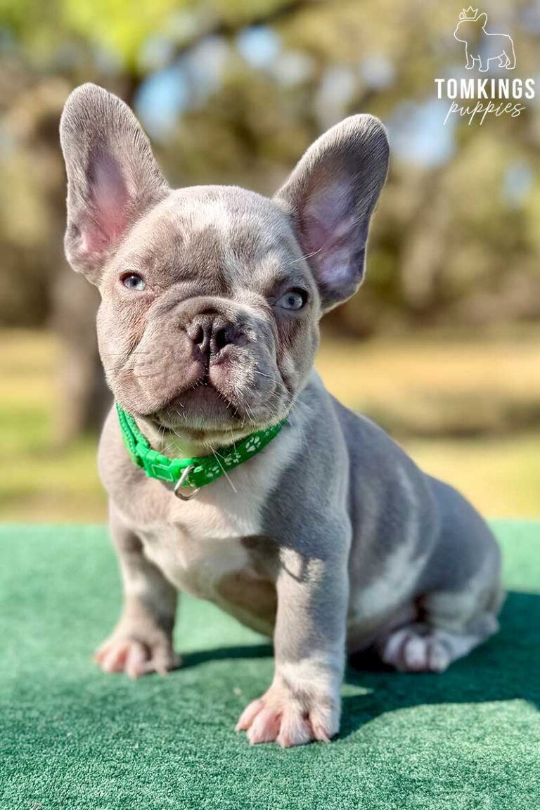 Pixel, a lilac merle male French Bulldog puppy, shown in a vertical close-up portrait.