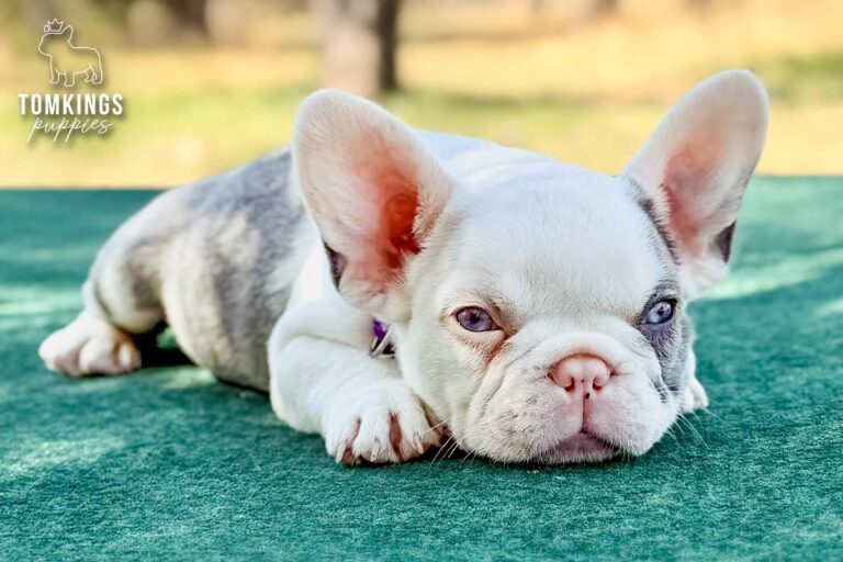 Princeton, a lilac koi male French Bulldog puppy, seated in side profile outdoors.