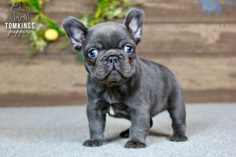 River, a female blue French Bulldog puppy, standing on gray carpet and facing the camera indoors.