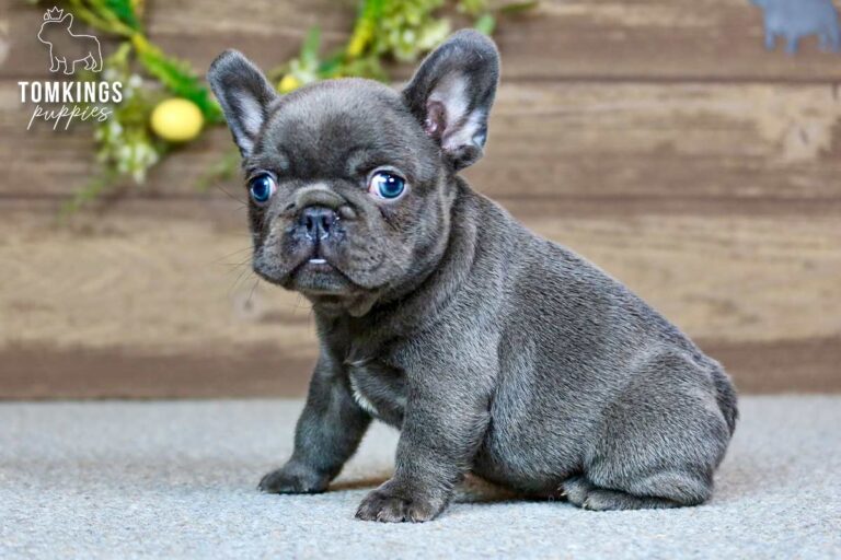 River, a female blue French Bulldog puppy, sitting angled left on gray carpet indoors.