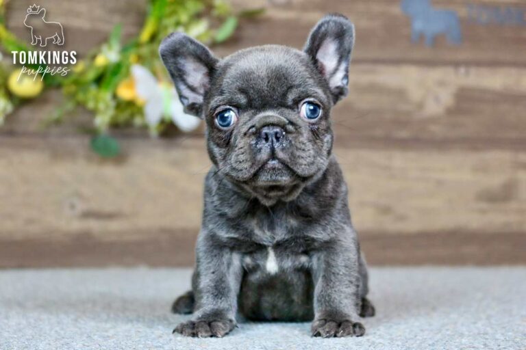 River, a female blue French Bulldog puppy, sitting front-facing on gray carpet indoors.