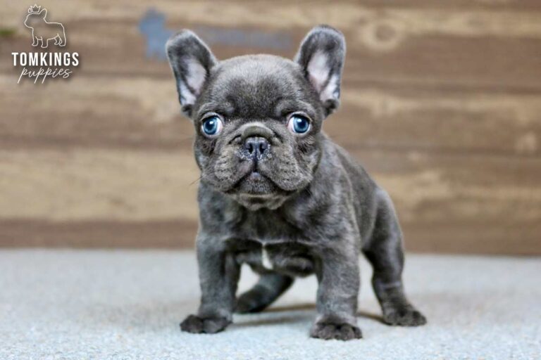 River, a female blue French Bulldog puppy, standing forward on gray carpet indoors.