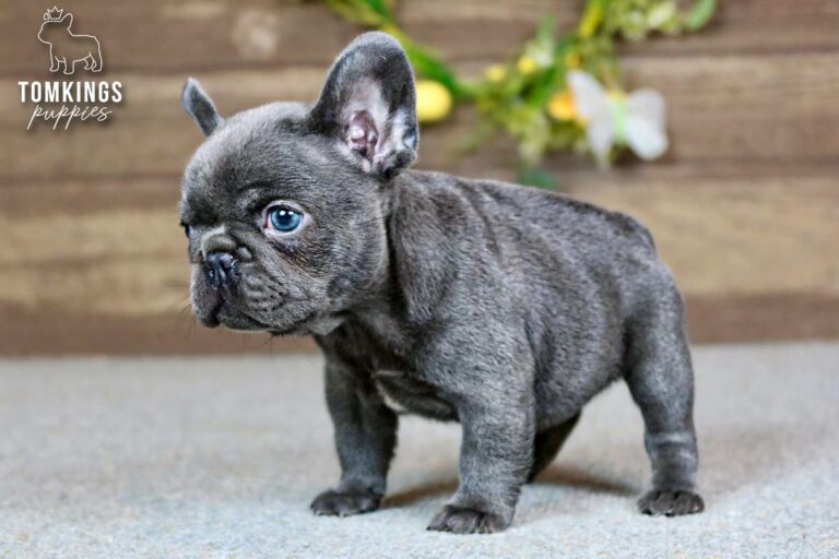 River, a female blue French Bulldog puppy, standing in side profile and looking left indoors.