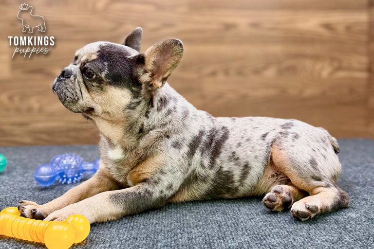 Rocky, a blue merle and tan French Bulldog puppy, lying in side profile on blue-gray carpet.