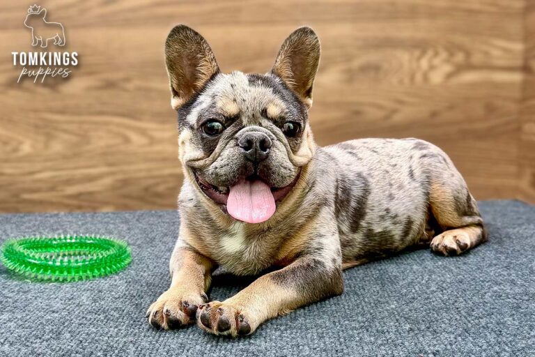 Rocky, a blue merle and tan French Bulldog puppy, lying on blue-gray carpet with his tongue out.