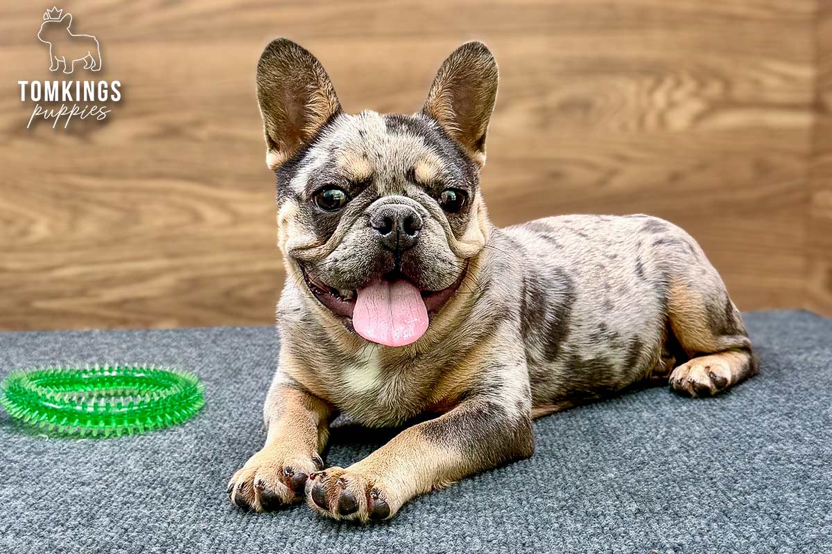 Rocky, a blue merle and tan French Bulldog puppy, lying on blue-gray carpet with his tongue out.
