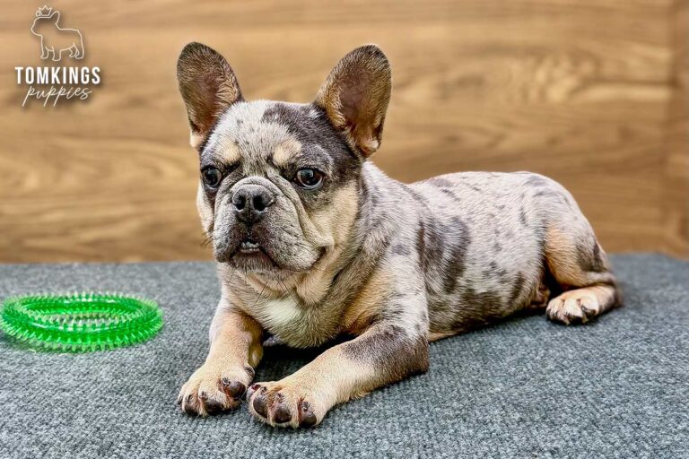 Rocky, a blue merle and tan French Bulldog puppy, lying front-facing on blue-gray carpet.