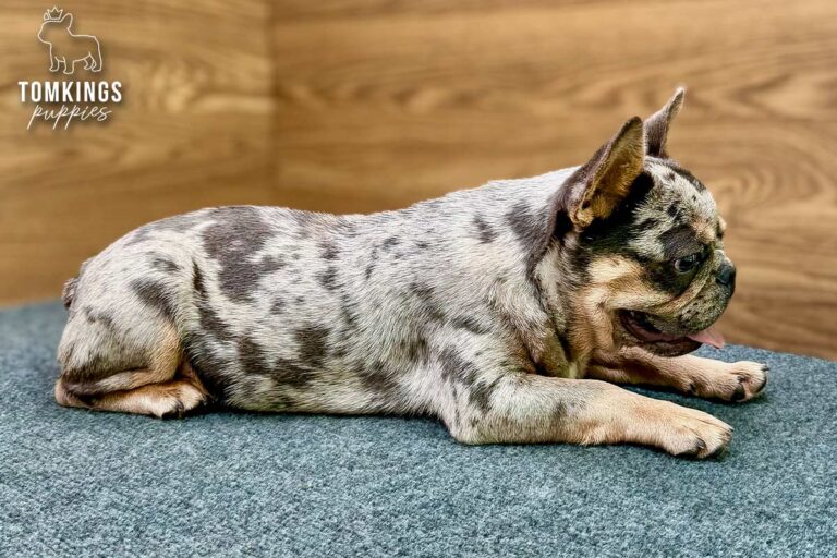 Rocky, a blue merle and tan French Bulldog puppy, lying in side view on blue-gray carpet.