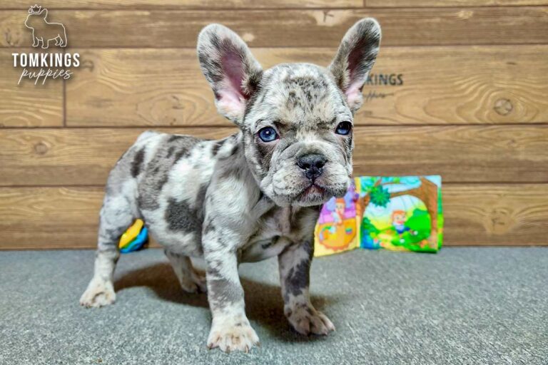 Rupert, a male blue merle French Bulldog puppy, standing on gray carpet with toys behind him indoors.