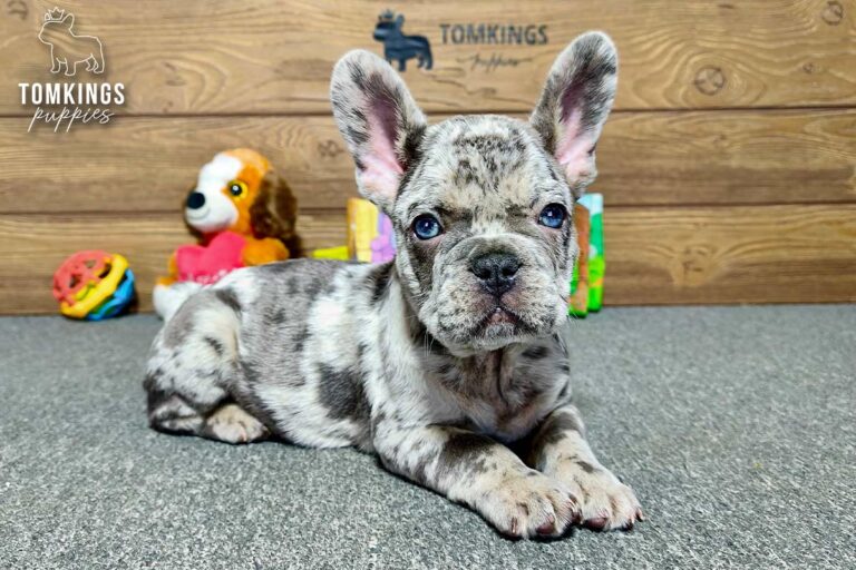 Rupert, a male blue merle French Bulldog puppy, lying on gray carpet and facing the camera indoors.