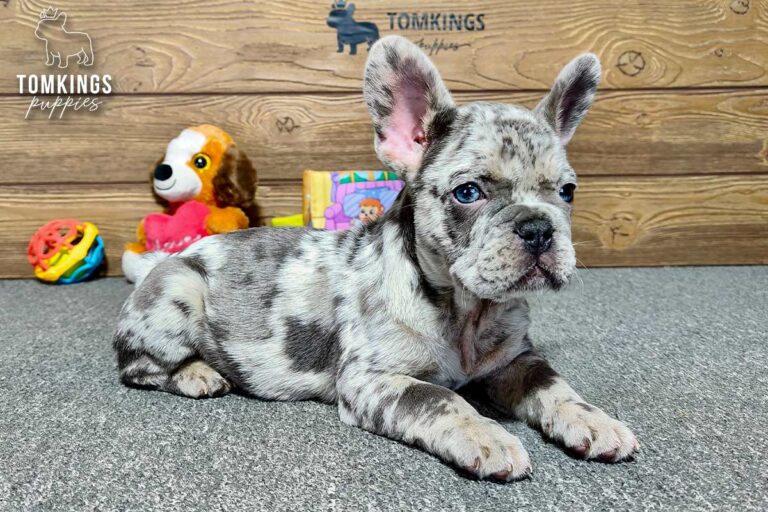 Rupert, a male blue merle French Bulldog puppy, lying angled right on gray carpet indoors.