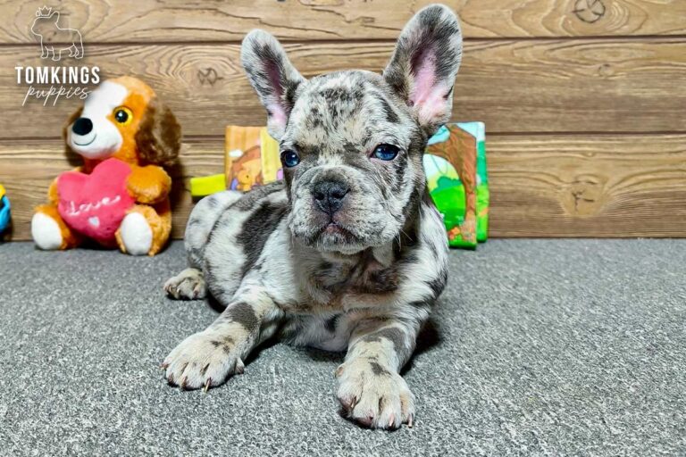 Rupert, a male blue merle French Bulldog puppy, lying front-facing on gray carpet indoors.