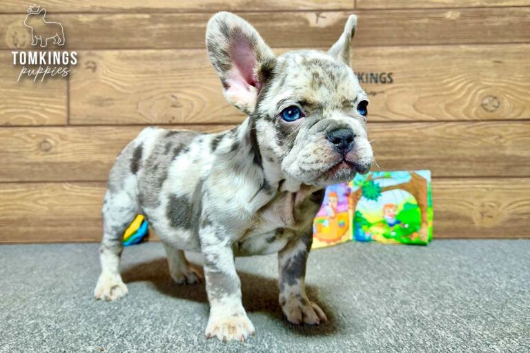Rupert, a male blue merle French Bulldog puppy, standing and looking to the right indoors.