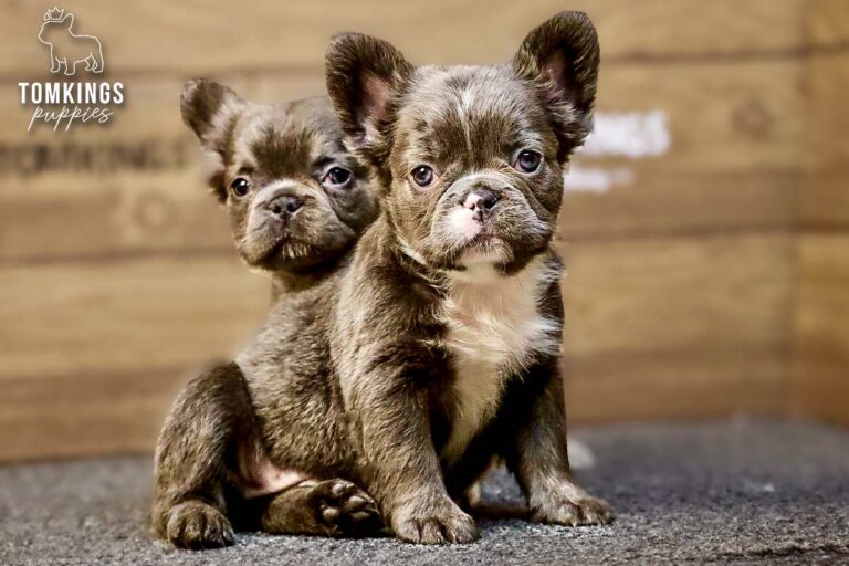 Saffy, a blue fluffy French Bulldog girl, sitting in front with another puppy behind her indoors.