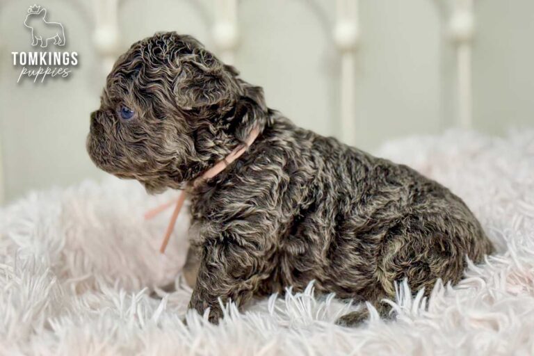 Shirley, a lilac and tan floodle Frenchie girl, shown in side profile on a white fluffy blanket with a pale pink ribbon.