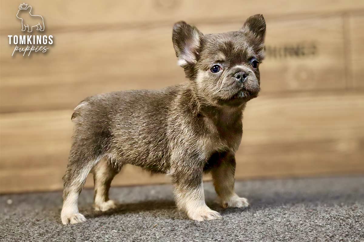 Solina, a blue and tan fluffy French Bulldog girl, standing in profile on gray carpet indoors.