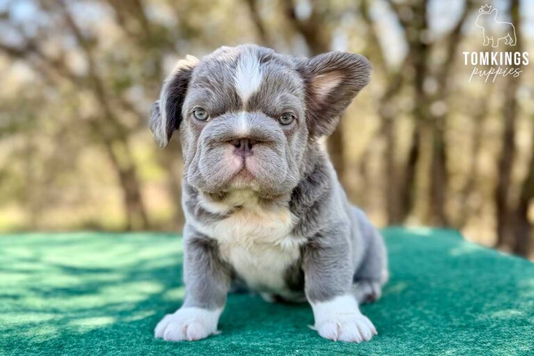 Sterling, a husky fluffy male French Bulldog puppy, shown in a vertical close-up portrait.
