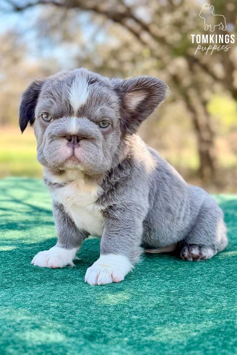 Sterling, a husky fluffy male French Bulldog puppy, shown in a vertical close-up portrait.