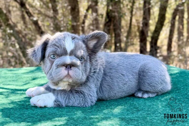 Sterling, a husky fluffy male French Bulldog puppy, shown in a vertical close-up portrait.