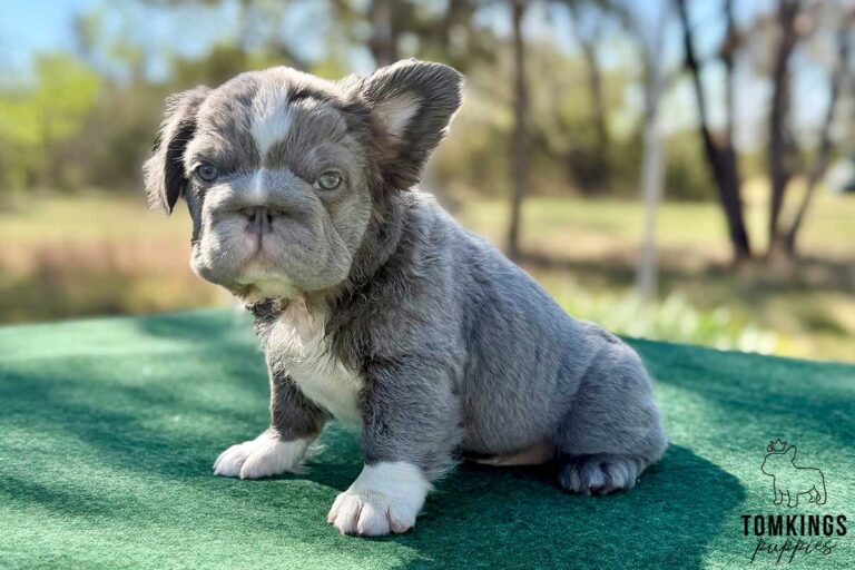 Sterling, a husky fluffy male French Bulldog puppy, shown in a vertical close-up portrait.
